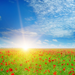 field with poppies and sun on blue sky