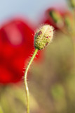 Fototapeta Dmuchawce - Poppy flower bud. 