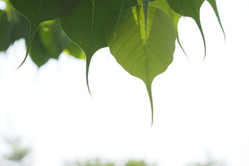 Green leafs of Sacred tree in summer 