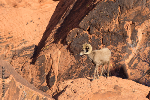 Tapeta ścienna Baranek owiec pustyni bighorn
