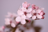 Fototapeta Kwiaty - Kwitnący kwiat wiśni