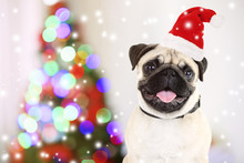 Funny Dog With Santa Hat Near Christmas Tree
