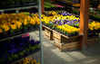 colorful pansies and daisy in garden centre -  springtime sales.