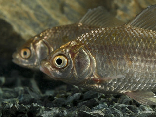 Two Prussian carp, Carassius gibelio