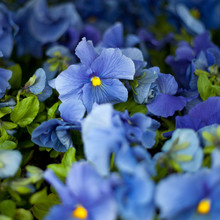 Colorful Blue  Pansies