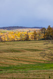 Fototapeta Las - scenic view of rural countryside