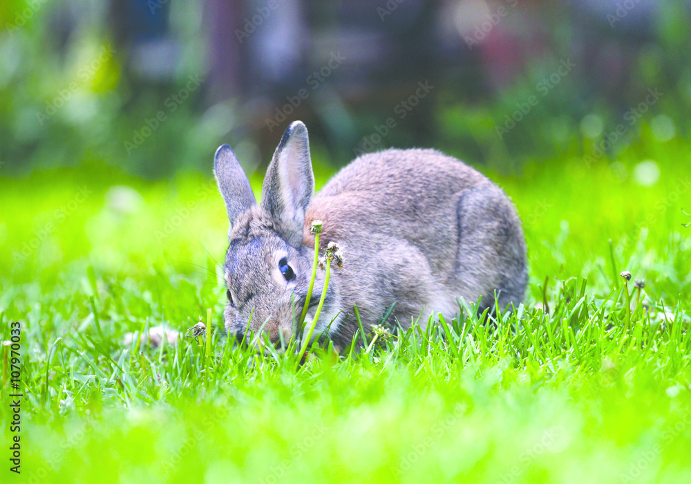 szczęśliwy królik na trawie - obrazy, fototapety, plakaty 