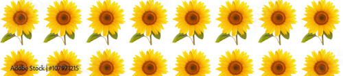 header panorama  pattern flower sunflower
