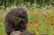 Porcupine (Erethizon dorsatum) Sits with Paws Up