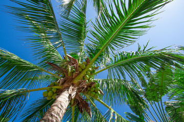 Brazilian Coconut tree