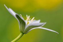 Ornithogalum Flower