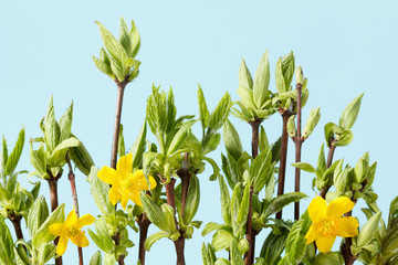 Wall Mural - floral natural background of foliage and branches