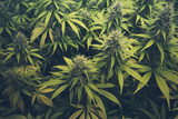 cannabis bud / marihuana plants