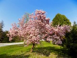 Fototapeta Krajobraz - Flowering magnolia tree in sky