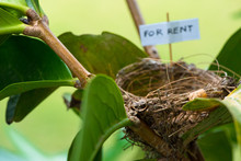 Streak-eared Bulbul Empty Nest For Rent