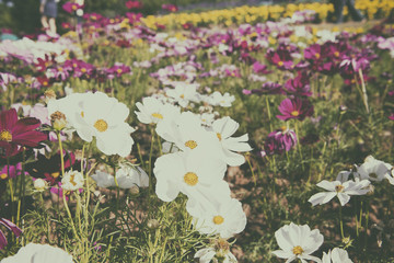 Wall Mural - Daisy in a garden
