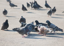 Pigeons On The Pavement