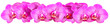Pink Orchid on white background panorama