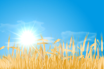 Abstract summer landscape with cornfield, sun and clouds