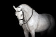 White horse portrait in dressage bridle isolated on black background