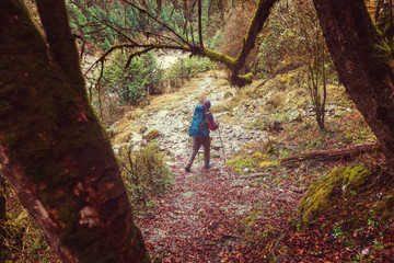 Wall Mural - Hike in Nepal jungle