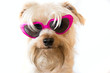 Dog with heart shape sun glasses