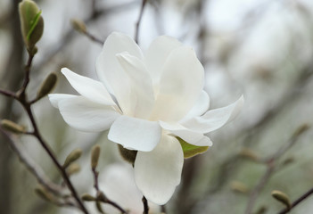 Wall Mural - close up of beautiful magnolia tree blossom