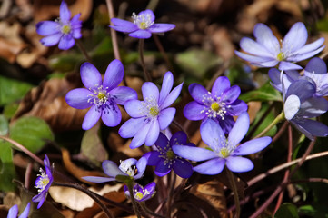 Wall Mural - Leberbluemchen - Hepatica nobilis flower in spring