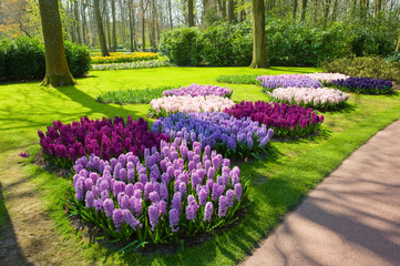 The keukenhof flower garden