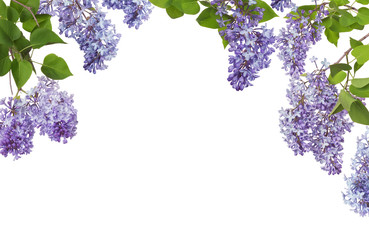 Wall Mural - light blue lilac inflorescences and leaves half frame