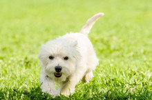 Cute Fluffy West Highland White Terrier Dog Running On Camera