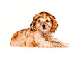 Spaniel.  Ridiculous puppy background. Watercolor hand drawn illustration