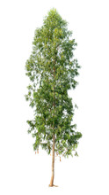 Isolated Eucalyptus Tree On White Background