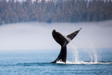 humpback whale diving in alaska at glaicer bay national park