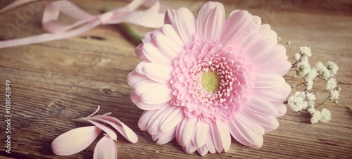 Fototapeta na wymiar rosa Gerbera - Blume mit Schleierkraut - Grußkarte 