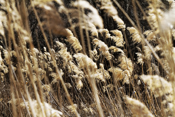 Wall Mural - Dry plant