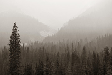 foggy mountain forest