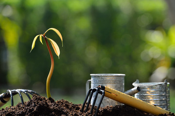 Poster - Young plant with gardening tools in the morning light on nature background
