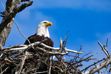 Bald Eagle In It's Nest Homer Spit Alaska