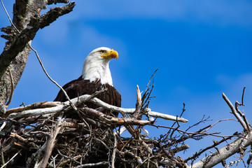 bald eagle in it's nest homer spit alaska