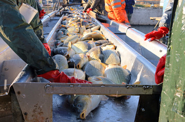 Catching and sorting a freshwater fish out of the fish pond and preparing for sale