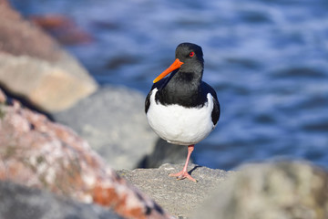 Wall Mural - eurasian oystercatcher