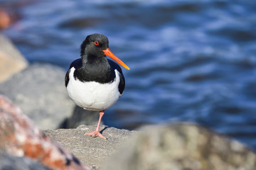 Wall Mural - eurasian oystercatcher