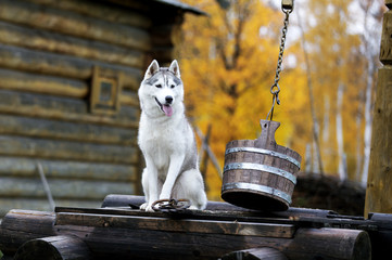 Wall Mural - Siberian husky in nature