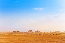 Big Zebras Herd In The Distance Of African Savanna