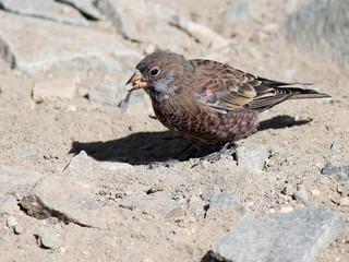 Sticker - Gray-crowned Rosy-finch