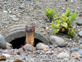 Wall Mural - Long-tailed Weasel in a Drainpipe