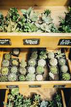 Succulent Plants For Sale In Nursery