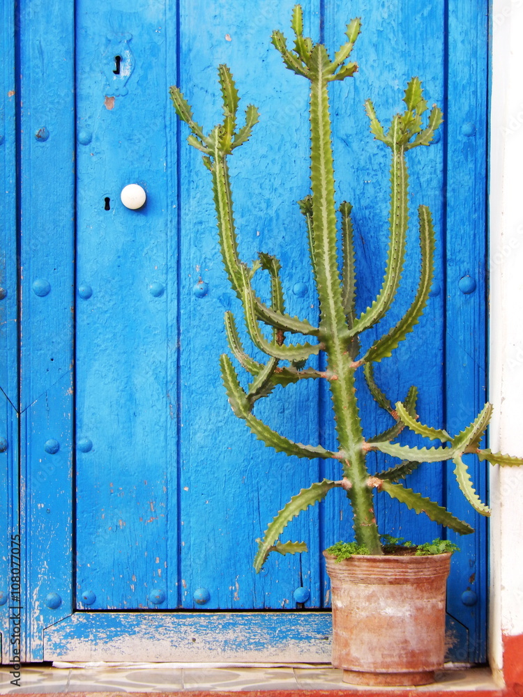 Photo Art Print Cactus In Front Of The Blue Door Trinidad Cuba Photo Art Print Cactus In Front Of The Blue Door Trinidad Cuba Europosters