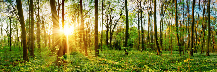 Poster - Wald im Frühling – Panorama mit Sonnenstrahlen